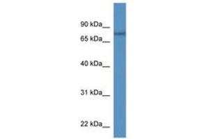 SERAC1 antibody  (AA 176-225)