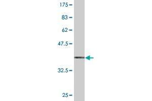 Western Blot detection against Immunogen (34. (PKIG antibody  (AA 1-76))
