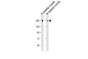 MYH8 antibody  (AA 13-37)