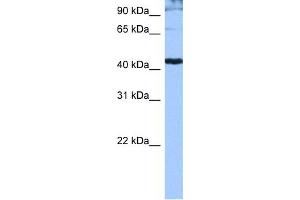 WB Suggested Anti-SFRS6 Antibody Titration: 0. (SFRS6 antibody  (Middle Region))