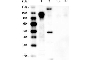 Western Blot of Mouse anti-6xHIS Tag Antibody. (His Tag antibody  (Cy3))