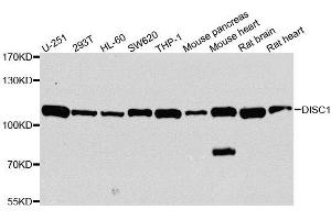 Western blot analysis of extracts of various cell lines, using DISC1 antibody. (DISC1 antibody  (AA 1-200))