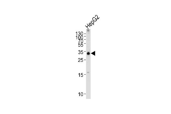 TCEAL2 anticorps  (N-Term)
