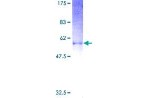 Enkephalin Protein (AA 1-267) (GST tag)