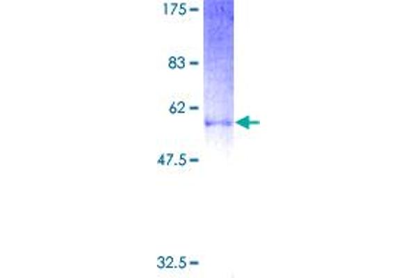Enkephalin Protein (AA 1-267) (GST tag)