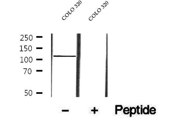 p107 antibody  (C-Term)