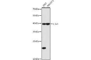 Western Blotting (WB) image for anti-Jun Proto-Oncogene (JUN) (AA 1-70) antibody (ABIN6142670)