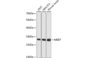 Western blot analysis of extracts of various cell lines using MED7 Polyclonal Antibody at dilution of 1:1000. (MED7 antibody)