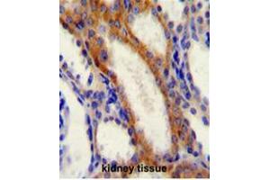STIM1 Antibody (C-term) immunohistochemistry analysis in formalin fixed and paraffin embedded human kidney tissue followed by peroxidase conjugation of the secondary antibody and DAB staining.
