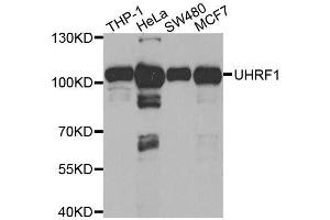 Western blot analysis of extracts of various cell lines, using UHRF1 antibody. (UHRF1 antibody  (AA 1-260))