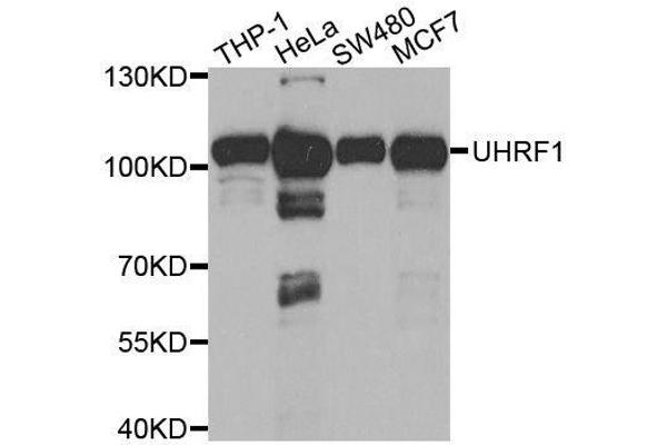 UHRF1 antibody  (AA 1-260)