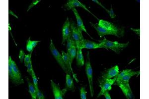 Immunofluorescence (Cultured Cells) (IF (cc)) image for anti-Transferrin Receptor (p90, CD71) (TFRC) (AA 621-720) antibody (ABIN1386360)