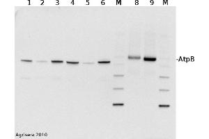 2 µg of total protein from (1) cow, (2) chicken, (3) pig, (4)  rat, (5) salmon, (6) seal, (8) Arabidopsis thaliana, (9) Zea mays extracted with Protein Extration Buffer, PEB and separated on  4-12% NuPage (Invitrogen) LDS-PAGE and blotted 1h to PVDF. (ATP1B1 antibody  (Subunit beta))