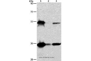 Western blot analysis of Hela, K562 and Raji cell, using BAG1 Polyclonal Antibody at dilution of 1:750 (BAG1 antibody)