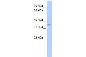 Western Blotting (WB) image for anti-Tumor Necrosis Factor Receptor Superfamily, Member 25 (TNFRSF25) (Middle Region) antibody (ABIN2792146)