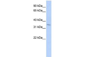 WB Suggested Anti-TNFRSF25 Antibody Titration:  0.