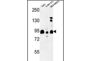 SGIP1 Antibody (N-term) (ABIN653508 and ABIN2842913) western blot analysis in CHO,MDA-M, mouse NIH-3T3 cell line lysates (35 μg/lane). (SGIP1 antibody  (N-Term))