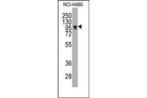 Image no. 1 for anti-CCAAT/enhancer Binding Protein (C/EBP), zeta (CEBPZ) (C-Term) antibody (ABIN357868) (CEBPZ antibody  (C-Term))