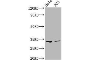 Western Blot Positive WB detected in: Hela whole cell lysate, PC-3 whole cell lysate All lanes: RNASEH1 antibody at 3. (Ribonuclease H1 antibody  (AA 73-185))