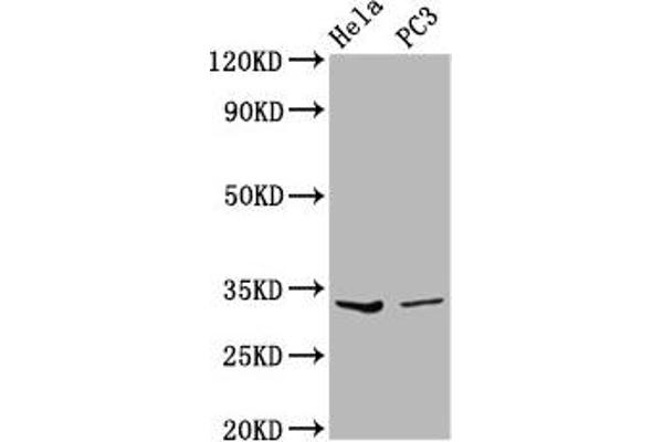 Ribonuclease H1 抗体  (AA 73-185)