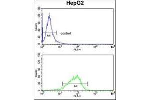 AP17436PU-N GPD1 Antibody (N-term) Flow Cytometry analysis of HepG2 cells (bottom histogram) compared to a negative control cell (top histogram). (GPD1 antibody  (N-Term))