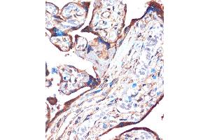 Immunohistochemistry of paraffin-embedded Human placenta using ZPBP Rabbit pAb (ABIN7271569) at dilution of 1:100 (40x lens). (ZPBP antibody  (AA 45-200))