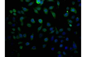 Immunofluorescence staining of HepG2 cells with ABIN7158304 at 1:200, counter-stained with DAPI. (LTC4S antibody  (AA 36-51))