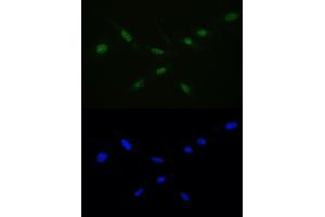 IF analysis of Ran using anti-Ran antibody (ABIN5518950) Ran was detected in immunocytochemical section of U20S cell.