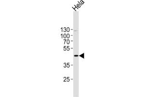 MAPK1 Antibody western blot analysis in Hela cell line lysates (35 ug/lane).