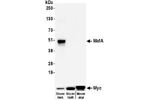 Western Blotting (WB) image for anti-Transcription Factor MafA (MAFA) (AA 125-175) antibody (ABIN7449538) (Recombinant MAFA antibody  (AA 125-175))