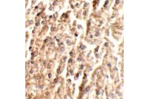 Immunohistochemistry of ANGPT2 in mouse liver tissue with ANGPT2 antibody at 2. (Angiopoietin 2 antibody  (C-Term))