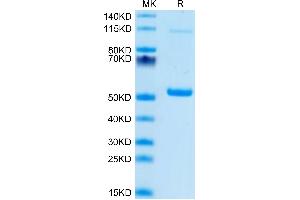 PGLYRP1 Protein (AA 19-182) (Fc Tag)