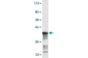 Western Blot detection against Immunogen (37. (ART3 antibody  (AA 29-138))