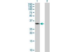 Western Blot analysis of PPP2R3B expression in transfected 293T cell line by PPP2R3B MaxPab polyclonal antibody. (PPP2R3B antibody  (AA 1-225))