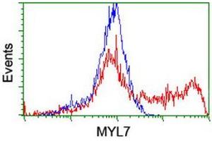 Image no. 3 for anti-Myosin Light Chain 7, Regulatory (MYL7) antibody (ABIN1499489) (MYL7 antibody)