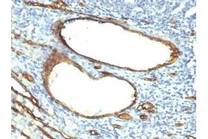 Image no. 1 for anti-CD34 (CD34) antibody (ABIN6185811)