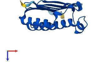 AlphaFold protein structure predicition of Human Recombinant MAGOH Protein, UniprotID P61326