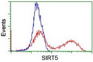 HEK293T cells transfected with either RC200189 overexpress plasmid (Red) or empty vector control plasmid (Blue) were immunostained by anti-SIRT5 antibody (ABIN2454848), and then analyzed by flow cytometry.