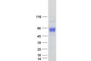 Validation with Western Blot (CD33 Protein (CD33) (Transcript Variant 1) (Myc-DYKDDDDK Tag))