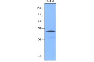 Western Blotting (WB) image for anti-DnaJ (Hsp40) Homolog, Subfamily B, Member 1 (DNAJB1) (AA 1-340) antibody (ABIN306423)