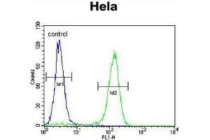 CCNC Antibody (N-term) flow cytometric analysis of Hela cells (right histogram) compared to a negative control cell (left histogram). (Cyclin C antibody  (N-Term))