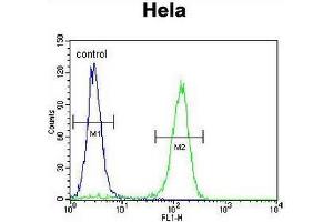 CCNC Antibody (N-term) flow cytometric analysis of Hela cells (right histogram) compared to a negative control cell (left histogram).