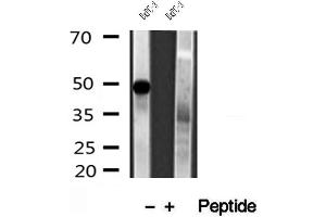 Western blot analysis of extracts of BxPC-3 cells, using PADI2 antibody. (PADI2 antibody  (Internal Region))