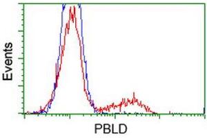 HEK293T cells transfected with either RC202328 overexpress plasmid (Red) or empty vector control plasmid (Blue) were immunostained by anti-PBLD antibody (ABIN2453427), and then analyzed by flow cytometry. (PBLD1 antibody)