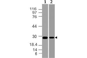 Image no. 1 for anti-14-3-3 zeta (YWHAZ) (AA 30-235) antibody (ABIN5027006) (14-3-3 zeta antibody  (AA 30-235))