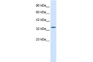 Western Blotting (WB) image for anti-Hematopoietically Expressed Homeobox (HHEX) (Middle Region) antibody (ABIN2777302)