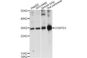 Western blot analysis of extracts of various cell lines, using COMTD1 antibody (ABIN6292682) at 1:1000 dilution. (COMTD1 antibody)