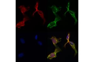 ABIN6265563 and ABIN6266644 staining HepG2 by IF/ICC. (PAR1 antibody  (N-Term))