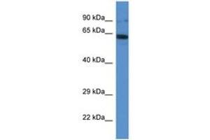 IFT80 antibody  (AA 535-584)