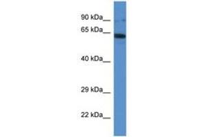 Image no. 1 for anti-Intraflagellar Transport 80 Homolog (IFT80) (AA 535-584) antibody (ABIN6746512) (IFT80 antibody  (AA 535-584))